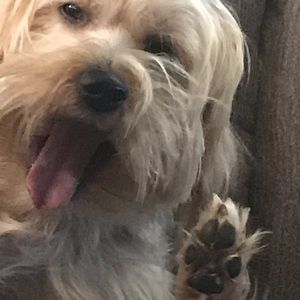 Meet your Posher, Sydneh